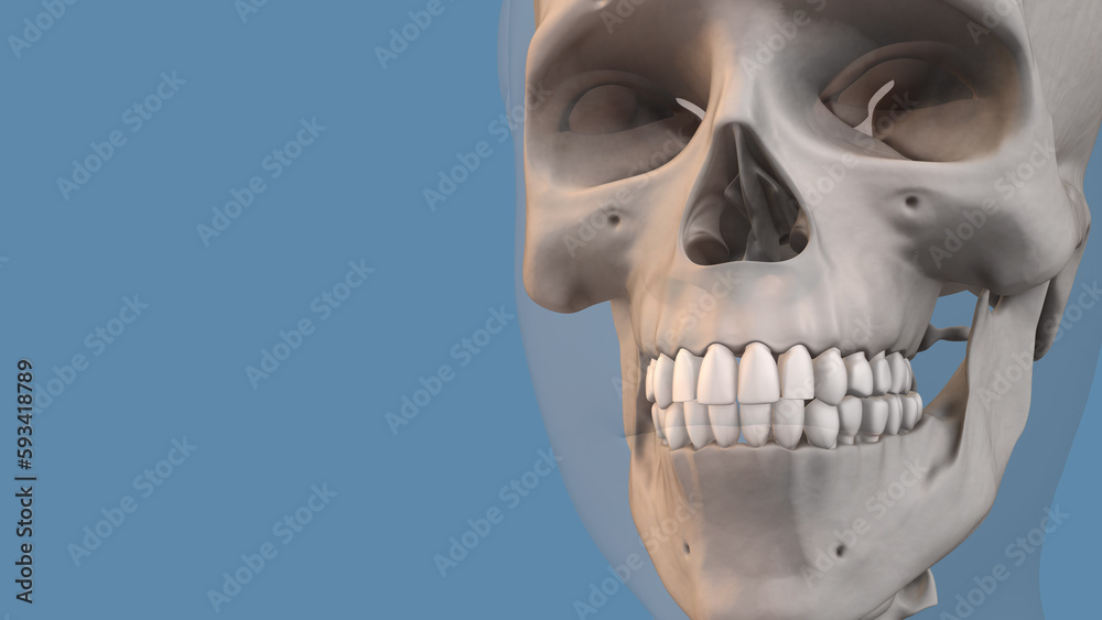 Naklejka premium Concept of dentistry and orthodontic treatment