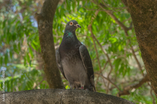 pigeon posing on a tree in the forest