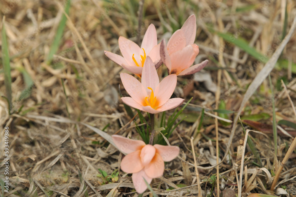 Pink snowdrops among dry grass on a spring day. Snowdrops close-up. Beautiful landscape of nature. Hi spring. Spring in Kyrgyzstan. Coral spring flowers. Pink snowdrops among dry grass on a spring day. Snowdrops close-up. Beautiful landscape of nature. Hi spring. Spring in Kyrgyzstan. Coral spring flowers.