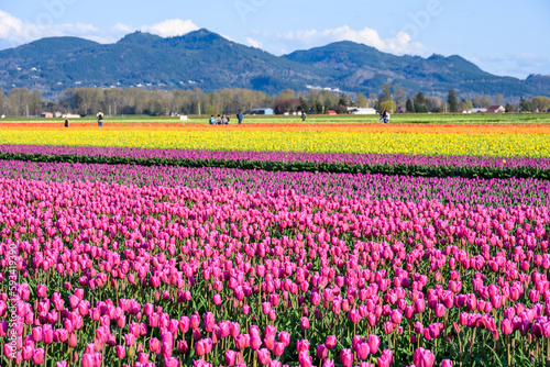 Spring tulip festival, colorful fields of tulips blooming on a sunny spring day with tourists in the background 