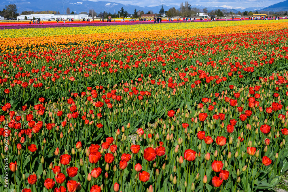 Spring tulip festival, colorful fields of tulips blooming on a sunny spring day with tourists in the background
