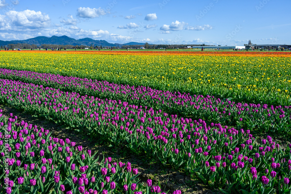 Spring tulip festival, colorful fields of tulips blooming on a sunny spring day with tourists in the background
