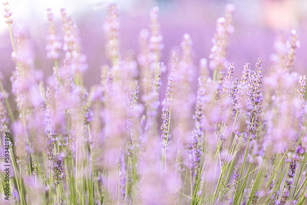 Obraz premium Lavender bushes closeup on sunset. Sunset gleam over purple flowers of lavender. Provence region of France.