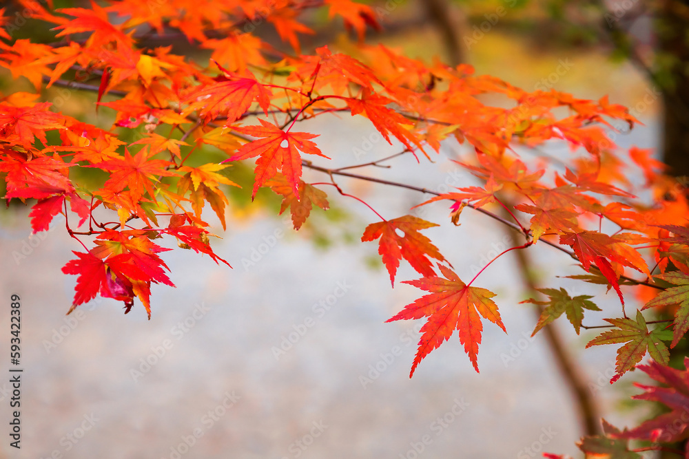 Red maple leaves in autumn at Kurokawa Onsen, one of Japan's most attractive hot spring towns. Red maple leaves in autumn at Kurokawa Onsen, one of Japan's most attractive hot spring towns.