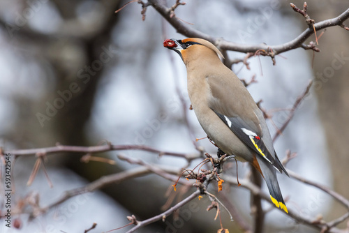 Bohemian waxwings (Bombycilla garrulus) in spring 