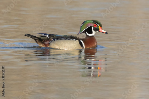  wood duck in spring