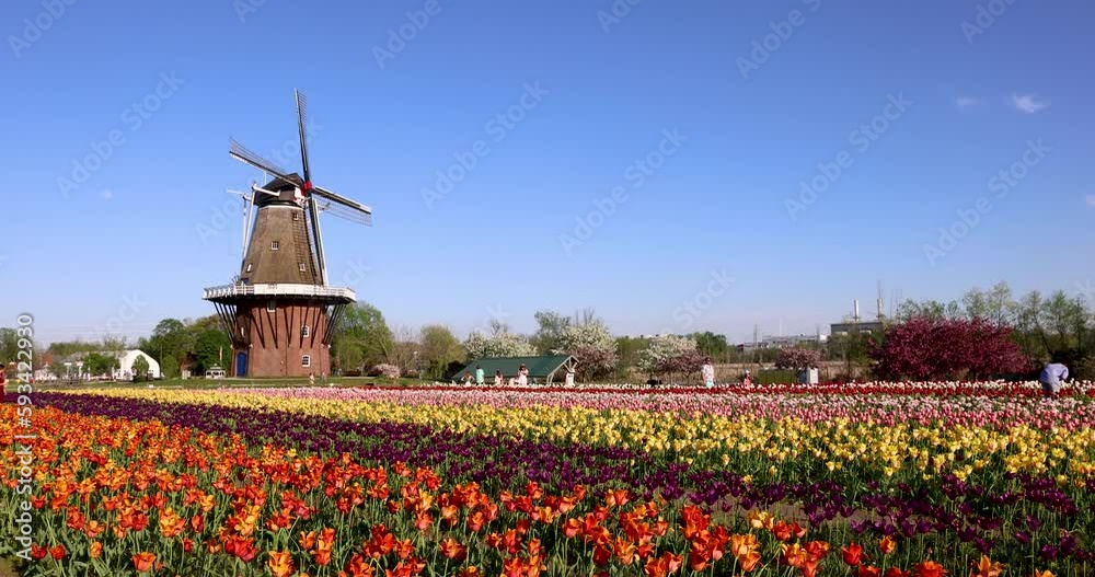 Tulip gardens and Historic Windmill at Windmill island gardens in Holland, Michigan