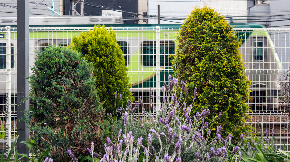 Fototapeta premium 街路樹と走り去る電車
