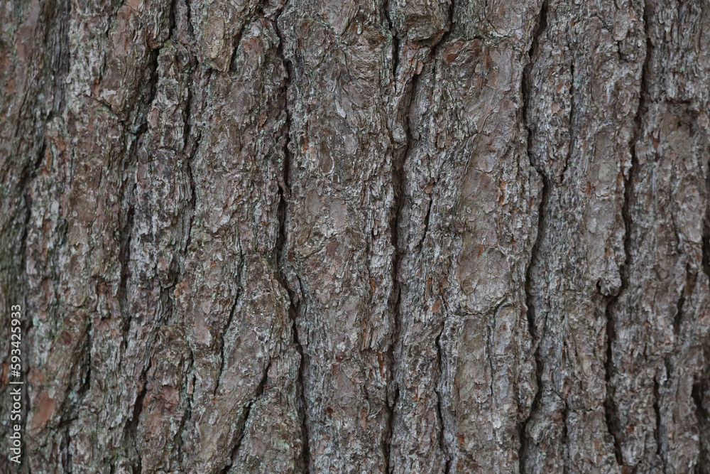 tree bark detail background texture nature gray brown wood tree bark detail background texture nature gray brown wood