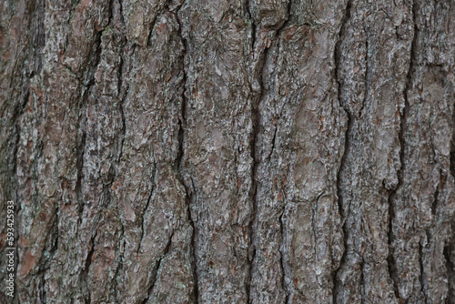tree bark detail background texture nature gray brown wood
