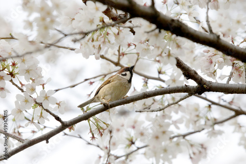桜と雀(cherry blossoms and sparrows)