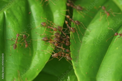weaver ants, a collection of weaver ants working together to build a nest © ridho