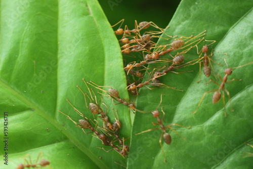 weaver ants, red ants, a collection of weaver ants working together to build a nest © ridho
