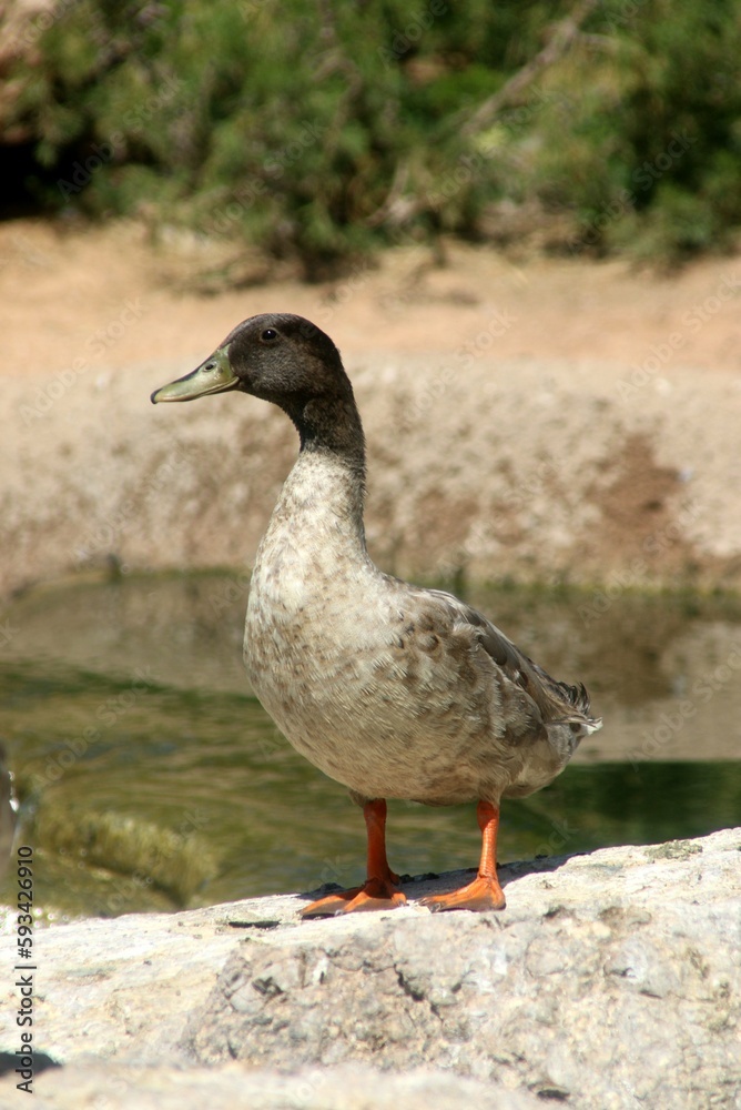 Pretty duck by the water Pretty duck by the water