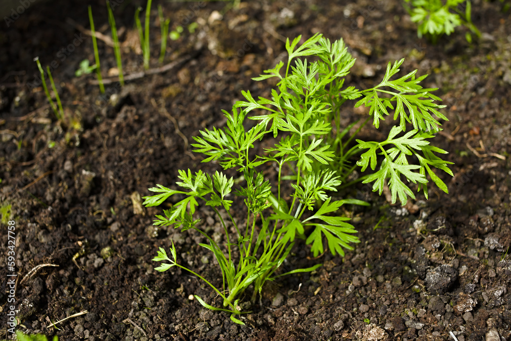 Young carrot plants growing in row (Selective Focus) Young carrot plants growing in row (Selective Focus)