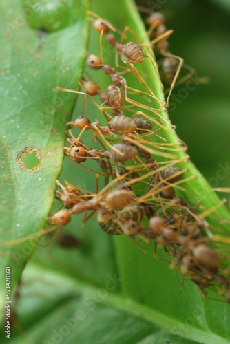 weaver ants, red ants, a collection of weaver ants working together to build a nest