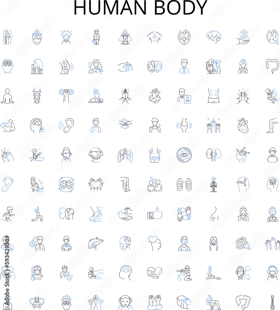 Human body outline icons collection. Anatomy, Organ, Skeleton, Muscle, Cell, Heart, Lungs vector illustration set. Brain, Nerve, Skin linear signs Human body outline icons collection. Anatomy, Organ, Skeleton, Muscle, Cell, Heart, Lungs vector illustration set. Brain, Nerve, Skin linear signs