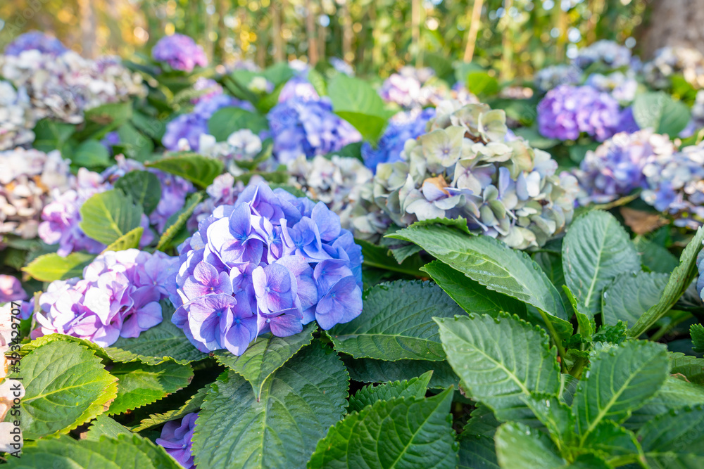 The close up view of Hydrangea (Hortensia). Wonderful Purple, blue and pink flowers The close up view of Hydrangea (Hortensia). Wonderful Purple, blue and pink flowers