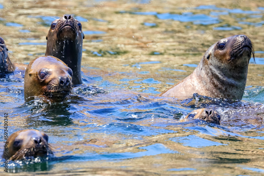 Fototapeta premium Palomino Islands, Lima, Peru