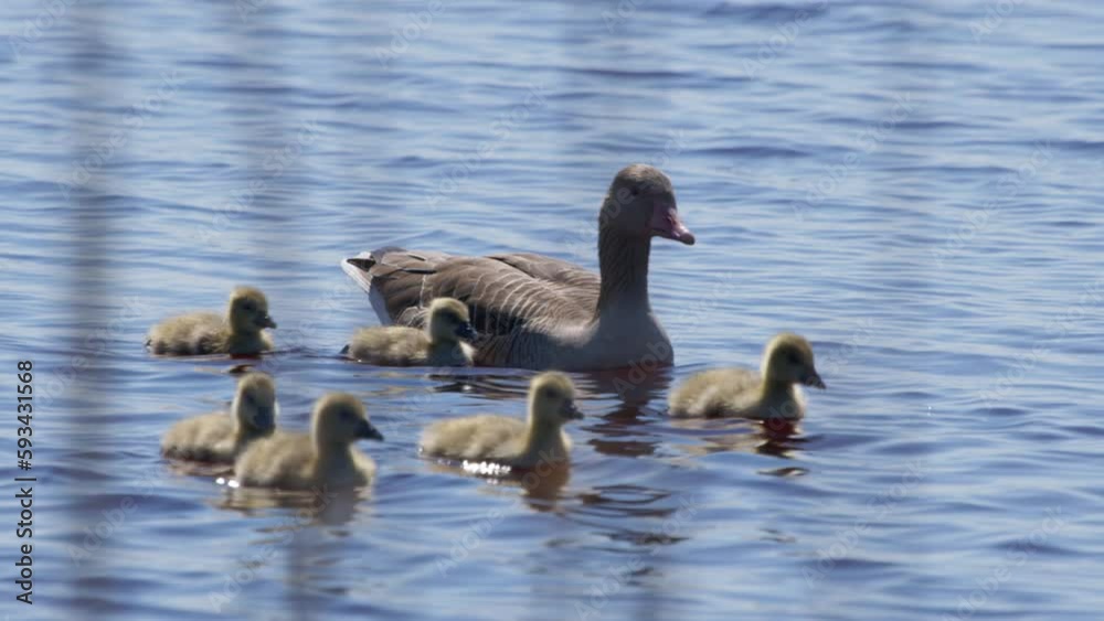 Close up of Greylag Goose family swimming in a lake. Sunny and windy day. (4K Resolution) Close up of Greylag Goose family swimming in a lake. Sunny and windy day. (4K Resolution)