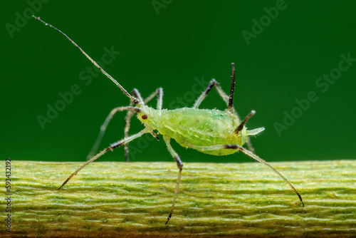 Aphid on Flower Twig. Greenfly or Green Aphid Garden Parasite Insect Pest Macro on Green Background © nechaevkon