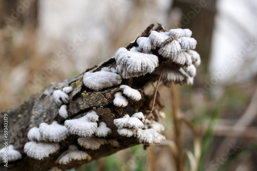 Mushrooms growing on a tree trunk in the winter forest.