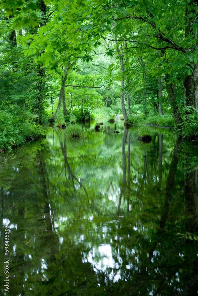 Fototapeta premium 水辺の森