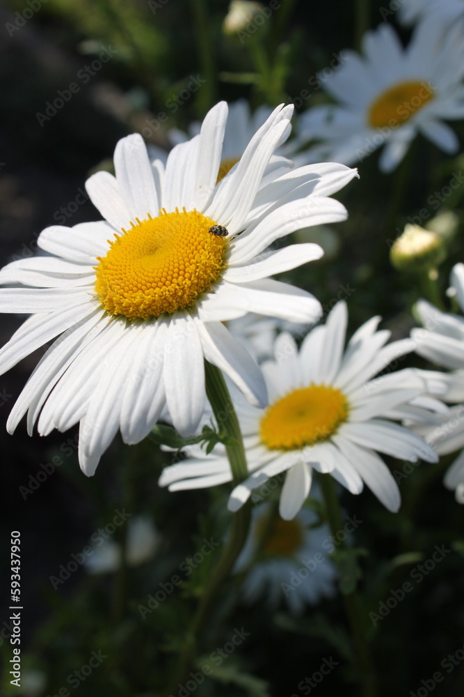 Obraz premium white flower insect