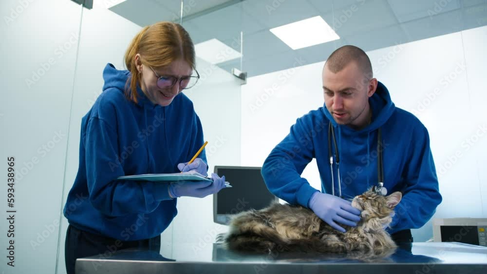 Veterinarians checking Maine Coon cats mouth health in veterinary