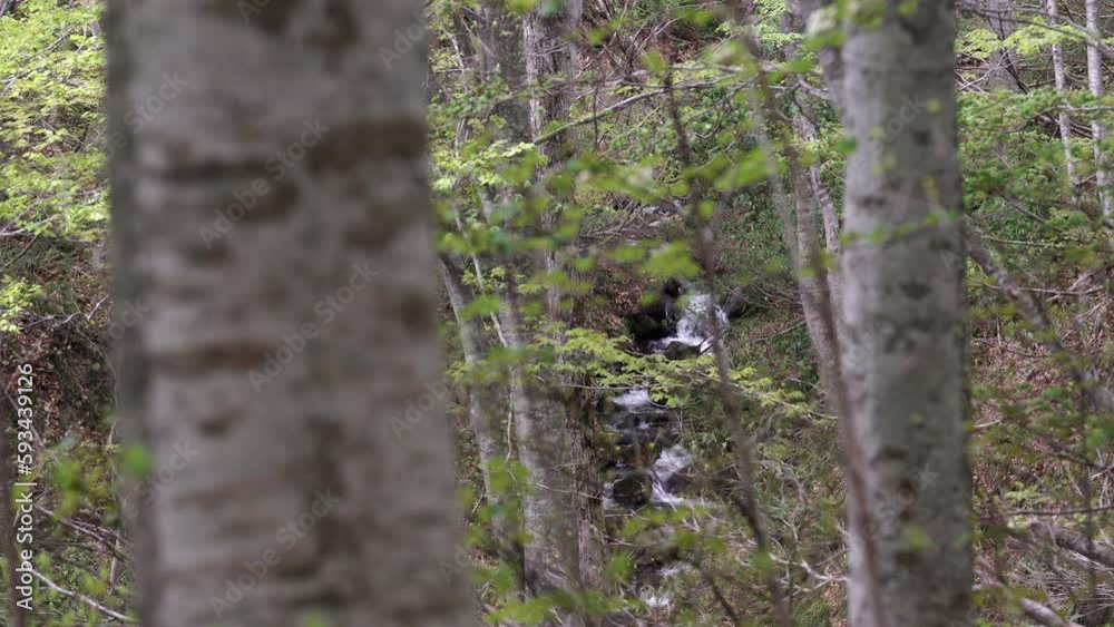 森の風景　森を流れる沢