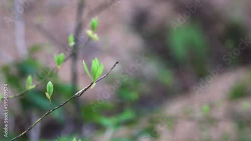 クロモジの若葉