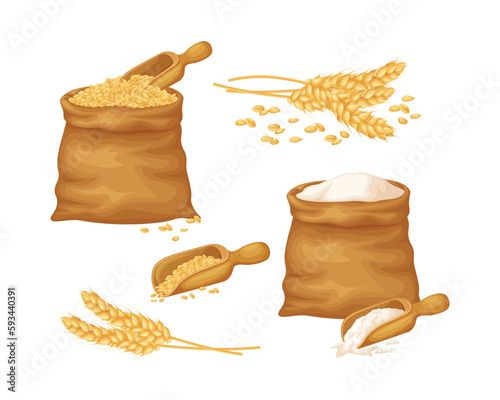 Wheat. A large set with an image of wheat in a bag, a wheat ear and wheat flour in a bag. Cereals, vector illustration