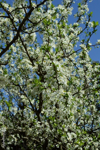 青空に映える白いプルーン（セイヨウスモモ）の花 Prunus