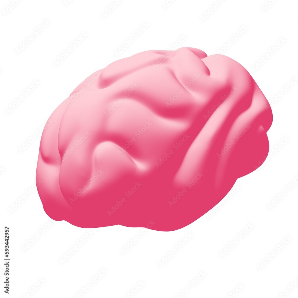 Human brain Anatomical Model Human brain Anatomical Model