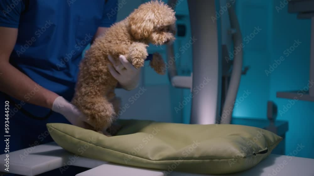 Close up view on adorable scared toy poodle with curly fur placed on