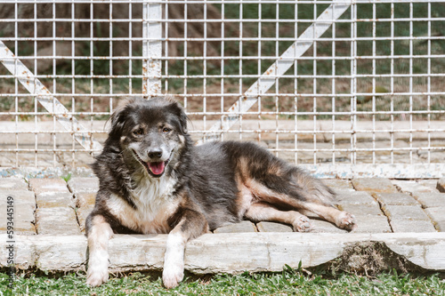 A mixed-breed dog sits and relaxes in the animal shelter's play area.