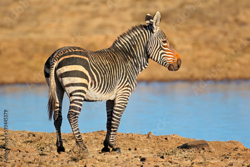 A Cape mountain zebra (Equus zebra) at a waterhole, Mountain Zebra National Park, South Africa.