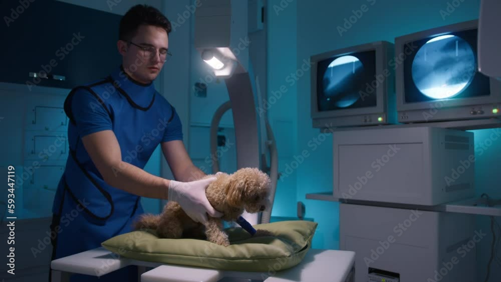 Veterinary doctor placing small poodle with broken leg for x ray
