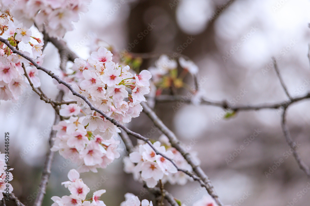 満開の桜