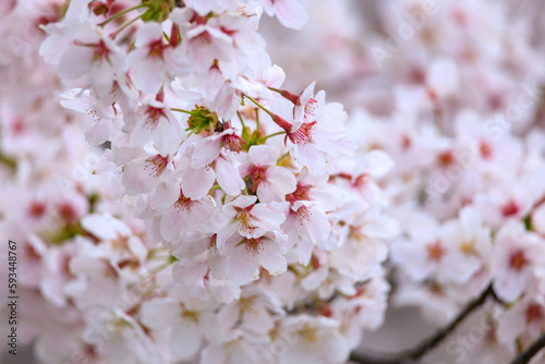 満開の桜
