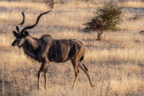 Telephoto shot of a greater kudu -Tragelaphus strepsiceros- in Etosha National Park  Namibia.