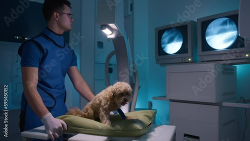 Veterinarian moving pillow with small poodle dog with broken leg performing x ray. Professional male doctor in radiology protective vest looking at screen with animals bones pictures. Pets care health photo