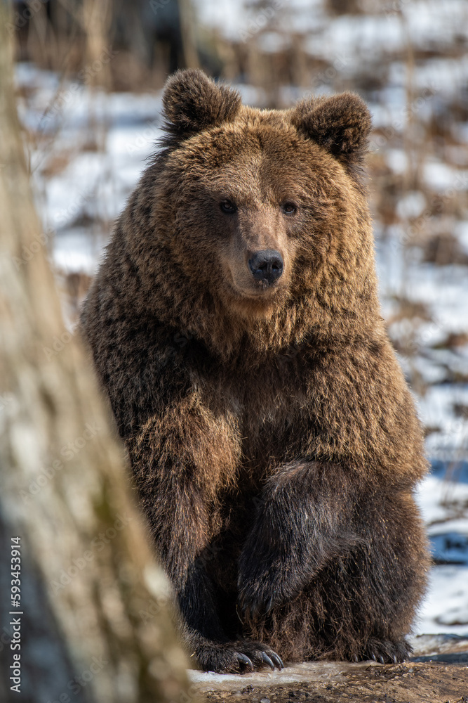 Fototapeta premium Wild adult Brown Bear (Ursus Arctos) in the spring forest