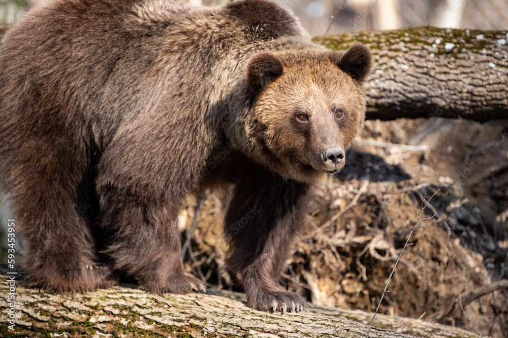 Wild adult Brown Bear (Ursus Arctos) in the spring forest Wild adult Brown Bear (Ursus Arctos) in the spring forest