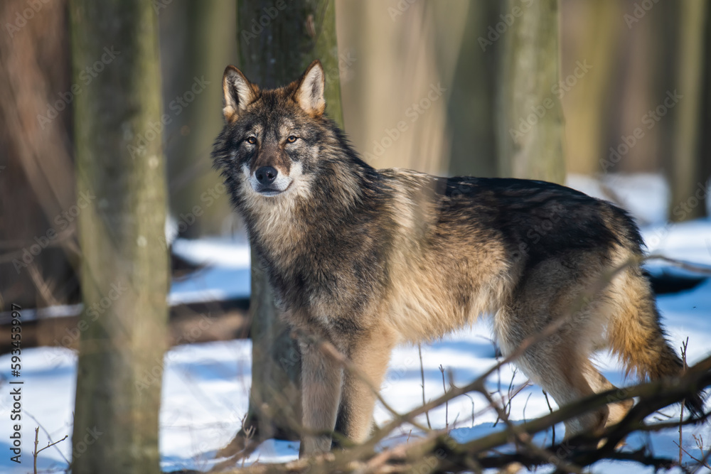 Wolf in the forest up close. Wild animal in the natural habitat Wolf in the forest up close. Wild animal in the natural habitat
