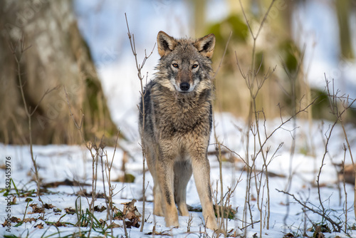 Fototapeta Naklejka Na Ścianę i Meble -  Wolf in the forest up close. Wild animal in the natural habitat