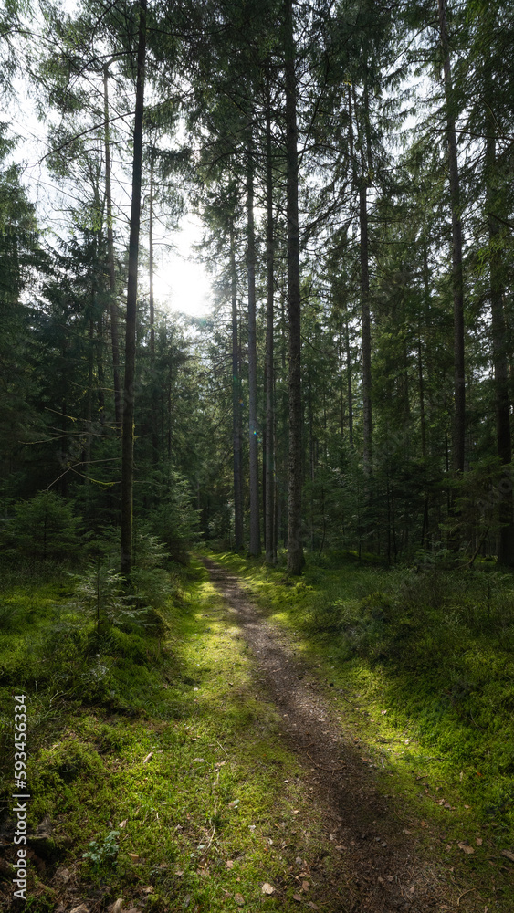 Obraz premium Forest woods (Black Forest) landscape background portrait - Mixed forest fir and spruce trees, lush green moss, wild, blueberries and path with sunshine sunbeams