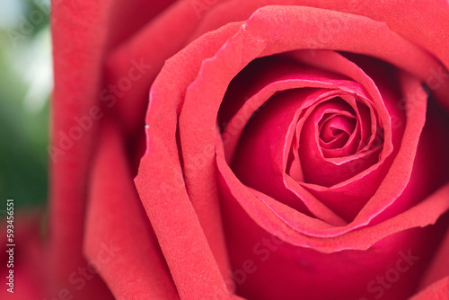 Defocused red rose flower background.
