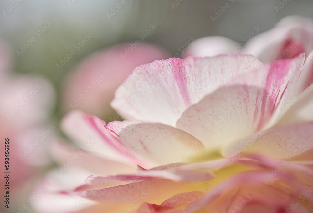 背景素材　鮮かなラキュランスの花びら