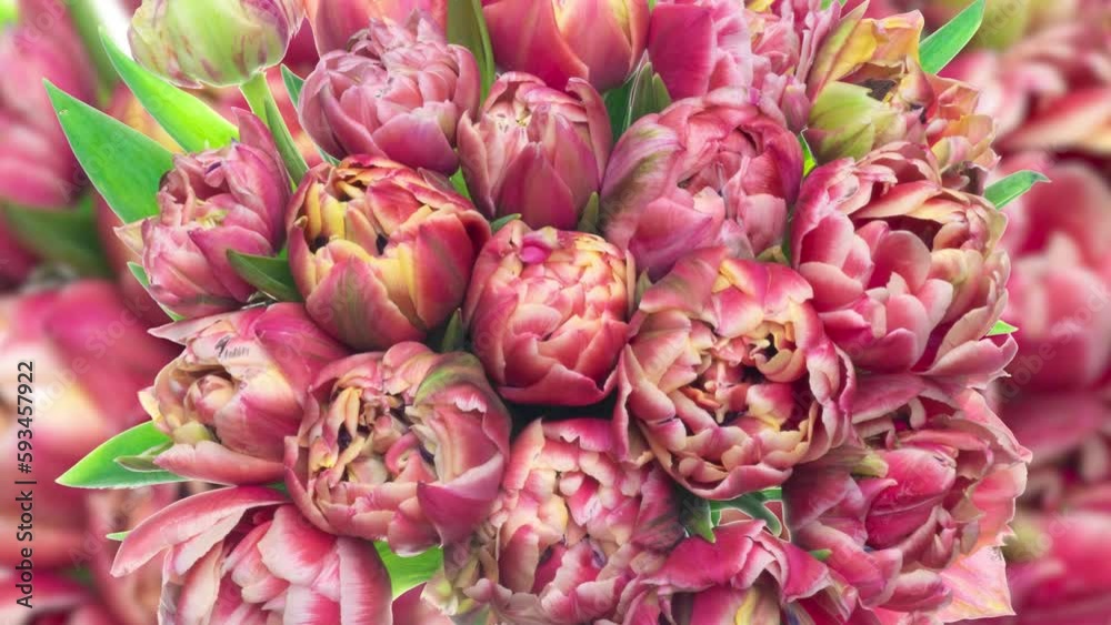 time lapse of flowering of a pink bouquet of tulips background, top view, macro shooting, close-up. Wedding backdrop, Valentine's Day, holiday, love, birthday design concept. time lapse of flowering of a pink bouquet of tulips background, top view, macro shooting, close-up. Wedding backdrop, Valentine's Day, holiday, love, birthday design concept.